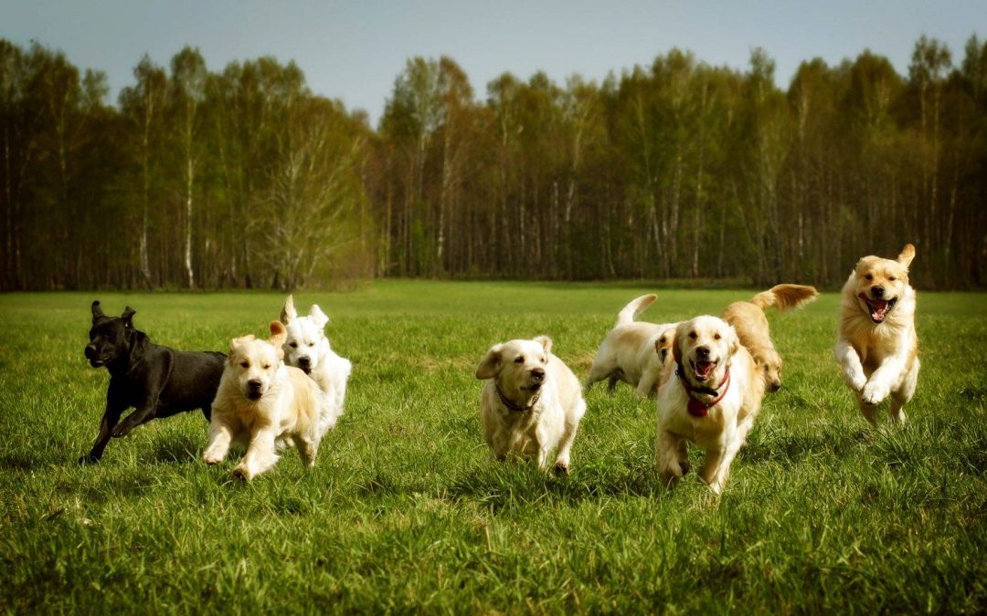 5 Most Common Behaviors in Your Dog After Boarding