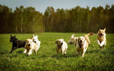 5 Most Common Behaviors in Your Dog After Boarding