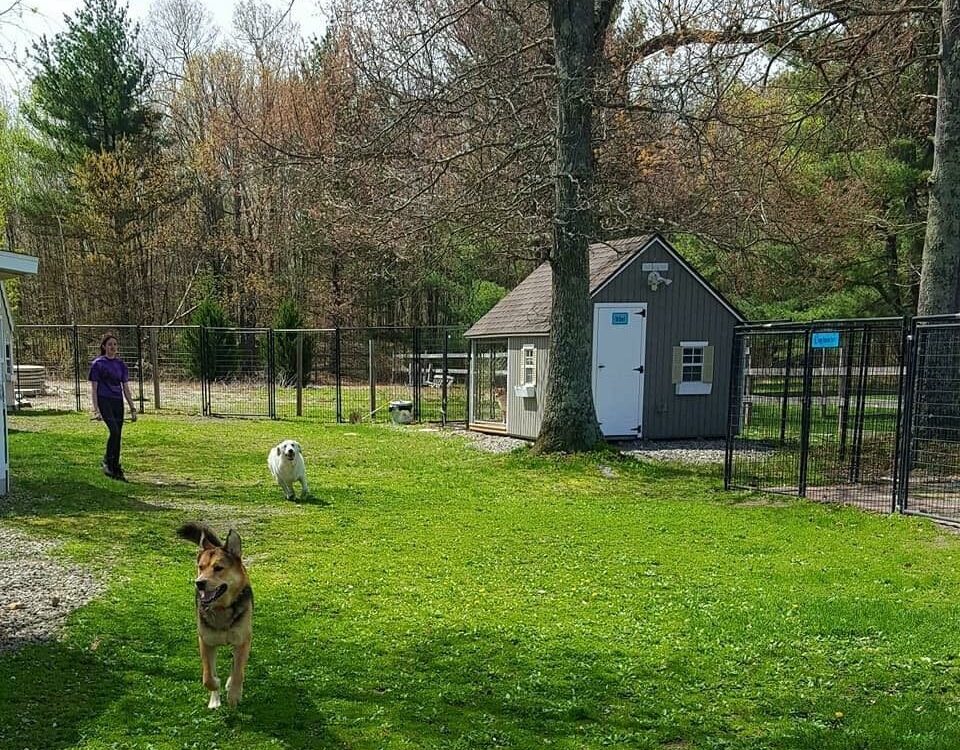 Moving dogs from yard to yard