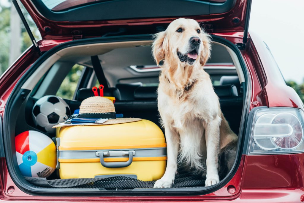 Golden in back of car with hatch open with suitcase and toys
