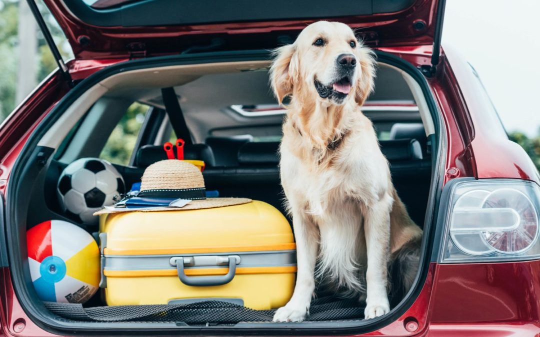 Why your dog doesn’t like car rides and how to fix it.