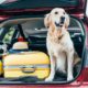 Why your dog doesn’t like car rides and how to fix it.