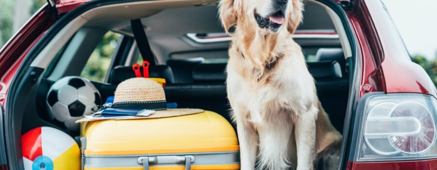 Golden in back of car with hatch open with suitcase and toys