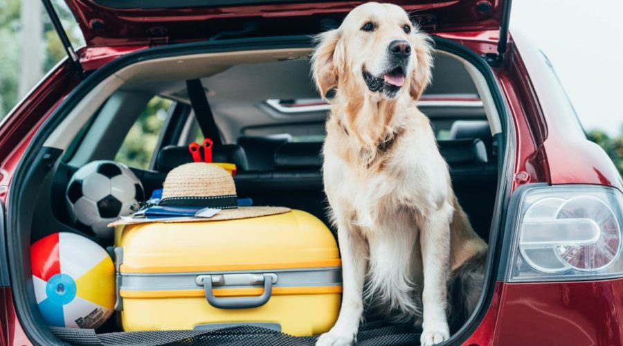 Golden in back of car with hatch open with suitcase and toys