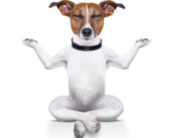 yoga dog sitting relaxed with closed eyes